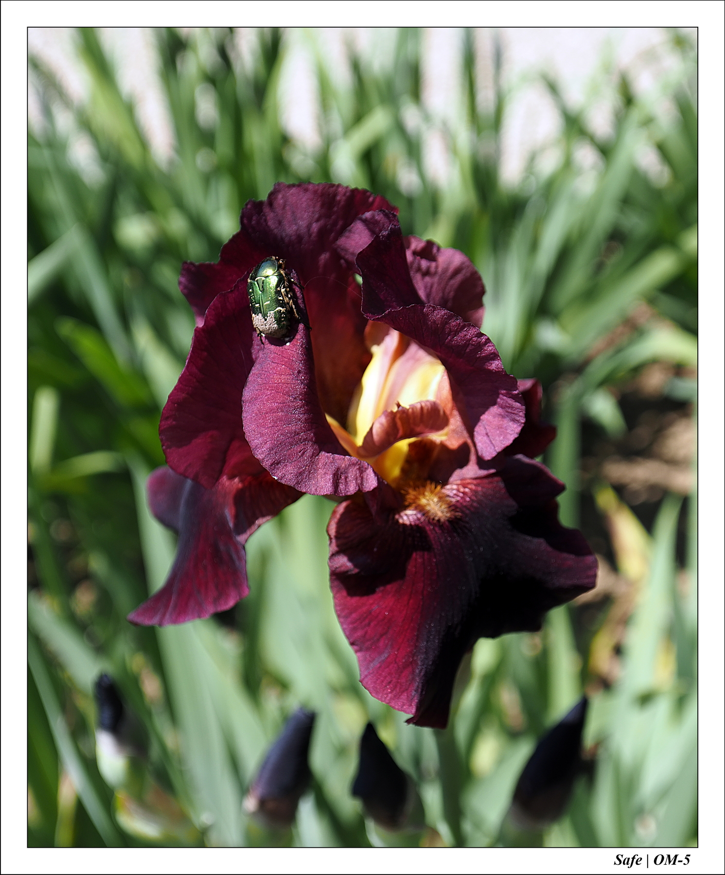 2024 - 05 - Bagatelle - 14